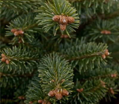 Abies koreana 'Inga'