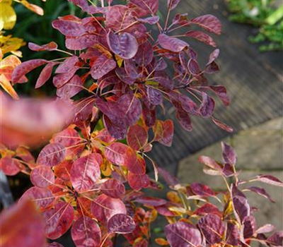 Cotinus coggygria 'Smokey Joe' -R-