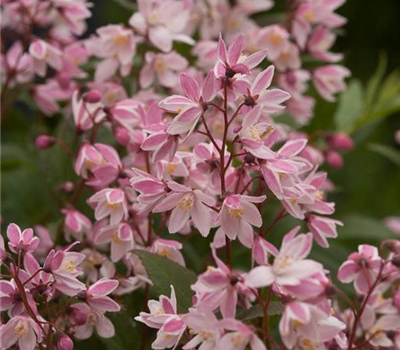 Deutzia rosea 'Yuki Cherry Blossom' -R-