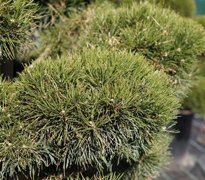 Pinus uncinata 'La Cabana'