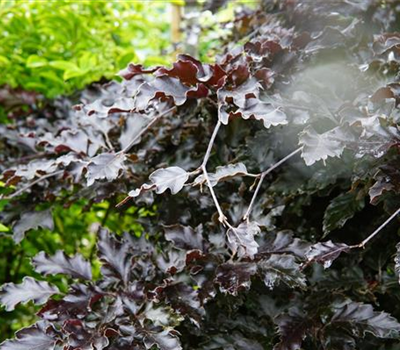 Fagus sylvatica 'Rohan Weeping'