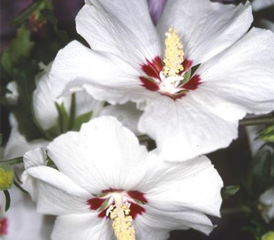 Hibiscus syriacus 'Red Heart'