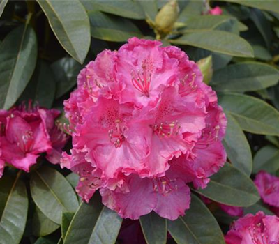 Rhododendron Hybr.'Diderk' II