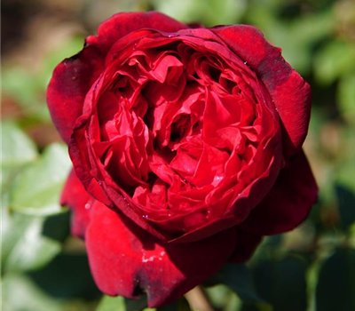 Rosa 'Admiral' -R- TH