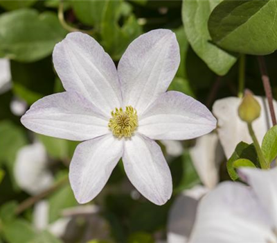 Clematis viticella 'Huldine'
