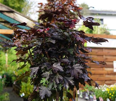 Acer platanoides 'Crimson Sentry'