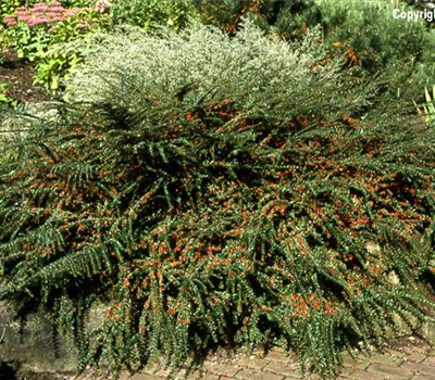 Cotoneaster dammeri radicans