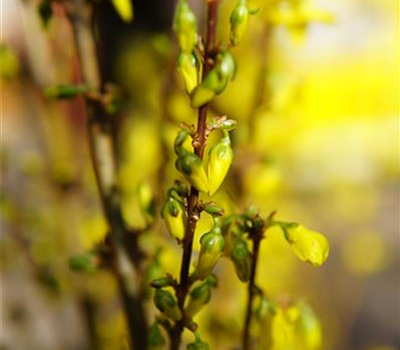 Forsythia intermedia 'Week-End' -R-