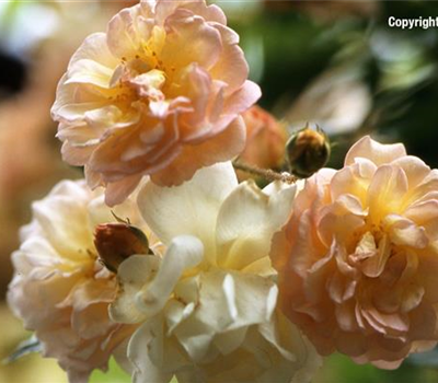 Rosa Rambler 'Ghislaine de Feligonde'