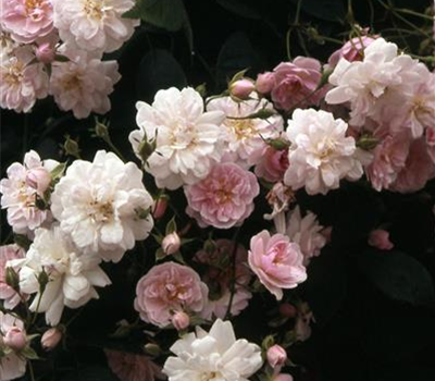 Rosa Rambler 'Paul's Himalayan Musk'