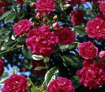 Rosa Rambler 'Super Excelsa'