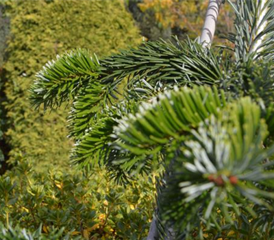 Abies nordmanniana 'Pendula'