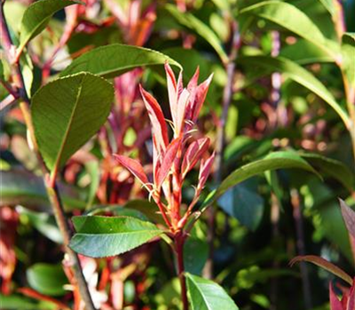 Photinia fraseri 'Carré Rouge'