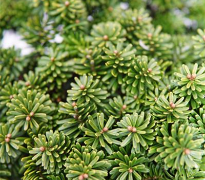 Abies koreana 'Brillant'