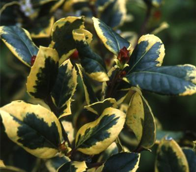 Ilex altaclerensis 'Golden King'