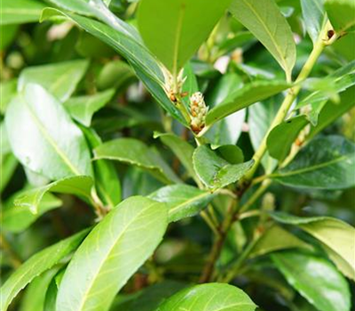 Prunus lauroc.'Etna' -R-