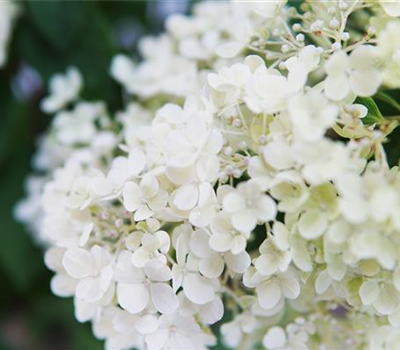 Hydrangea panic. 'Bobo' -R-