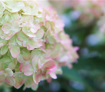 Hydrangea panic. 'Little Lime' -R-