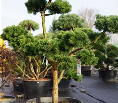 Pinus mugo 'March'