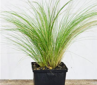 Stipa tenacissima 'Pony Tails'