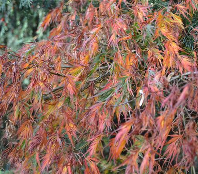 Acer palmatum 'Dissectum Viridis'