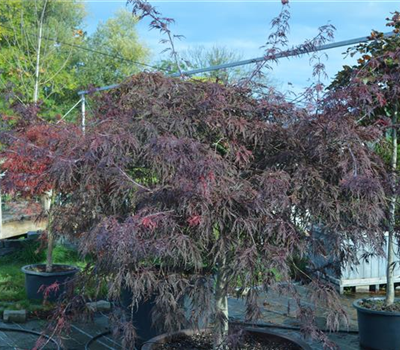 Acer palmatum 'Dissectum Garnet'