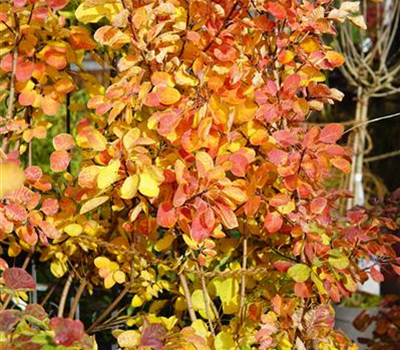 Cotinus coggygria 'Golden Lady' -R-