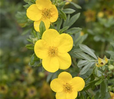 Potentilla fruticosa 'Kobold'