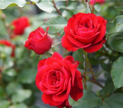 Rosa 'Hansestadt Rostock' + 'Rouge Meilove'