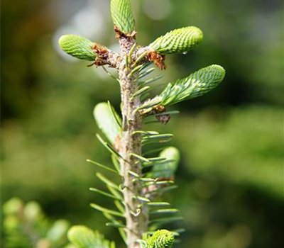 Abies koreana 'Molli'