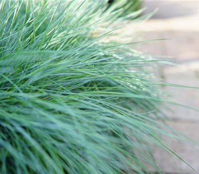 Festuca cinerea 'Intense Blue'