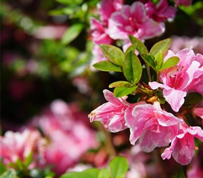 Azalea japonica 'Pink Poetry'