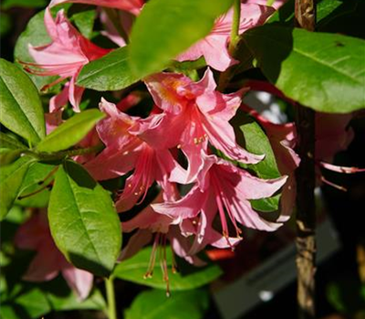 Azalea knap hill 'Jolie Madame' (rot)