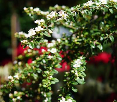 Cotoneaster dammeri 'Coral Beauty'