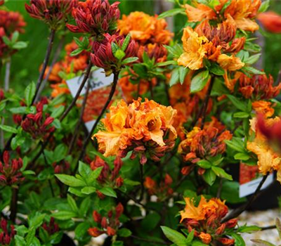 Azalea knap hill 'Gibraltar'