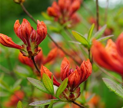 Azalea knap hill 'Rosata'