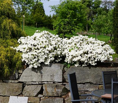 Rhododendron obt.'Schneeperle' -R-