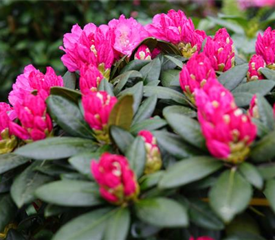 Rhododendron yak.'Polaris'