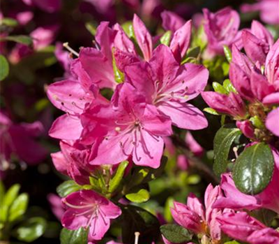 Rhododendron obt.'Purpurkissen'