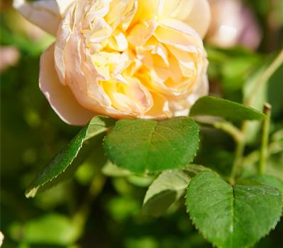 Rosa 'Roald Dahl'