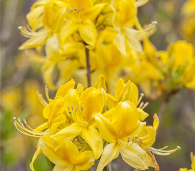 Rhododendron lut.'Golden Sunset'