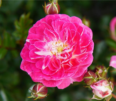 Rosa 'Pinocchio'