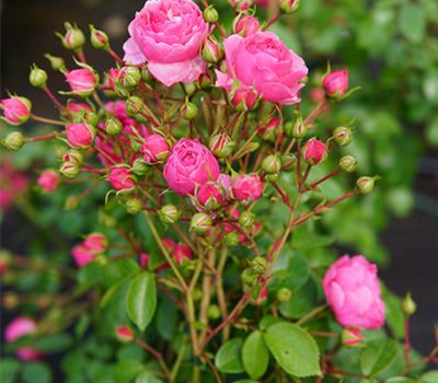 Rosa 'Pomponella' -R- BT