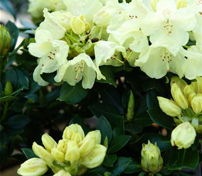 Rhododendron Hybr.'Goldkrone' -R-