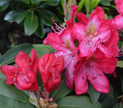 Rhododendron Hybr.'Junifeuer'