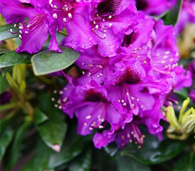 Rhododendron Hybr.'Orakel'