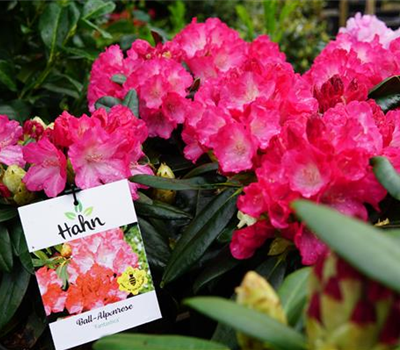 Rhododendron yak.'Fantastica'