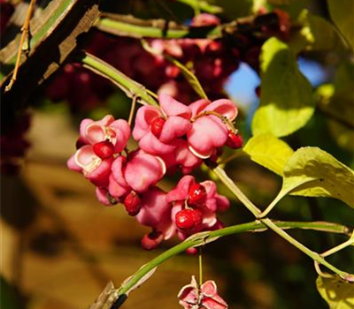 Euonymus phellomanus