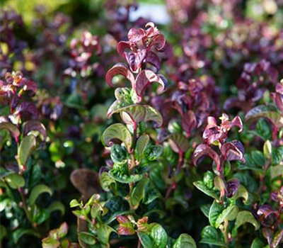 Leucothoe axillaris 'Curly Red' -R-