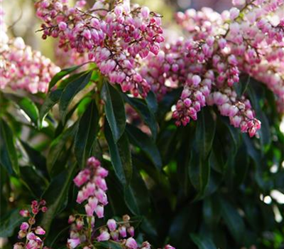 Pieris japonica 'Pink Passion'